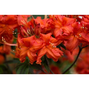 Rhododendron luteum Balzac C 5 40-50