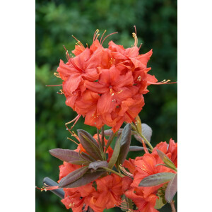 Rhododendron luteum Balzac C 5 40-50