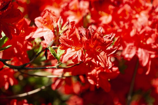 Rhododendron luteum Fireball C 5 40-50