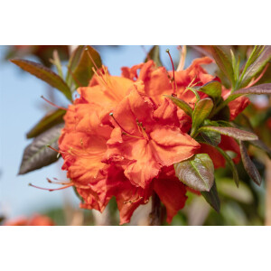 Rhododendron luteum Fireball C 5 40-50
