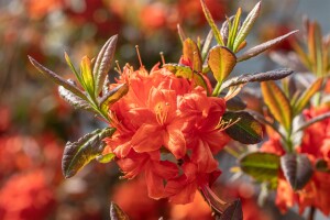 Rhododendron luteum Fireball C 5 40-50