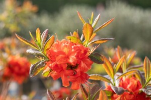 Rhododendron luteum Fireball C 5 40-50