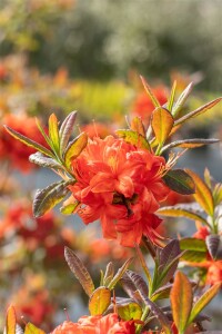 Rhododendron luteum Fireball C 5 40-50