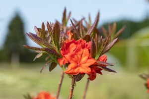 Rhododendron luteum Fireball C 5 40-50