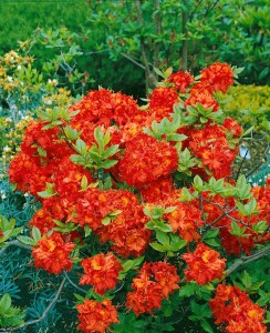 Rhododendron luteum Fireball C 5 40-50