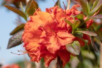 Rhododendron luteum Fireball C 5 40-50