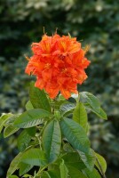 Rhododendron luteum Fireball C 5 40-50