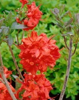 Rhododendron luteum Fireball C 5 40-50