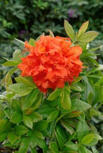 Rhododendron luteum Gibraltar C 5 40-50