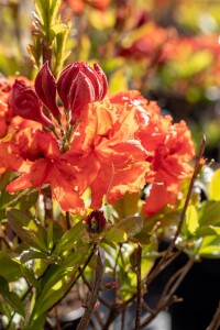 Rhododendron luteum Gibraltar C 5 40-50