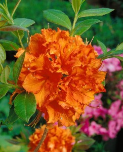 Rhododendron luteum Gibraltar C 5 40-50