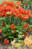 Rhododendron luteum Gibraltar C 5 40-50