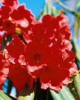 Rhododendron luteum Gibraltar C 5 40-50