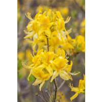 Rhododendron luteum Golden Sunset C 5 40-50
