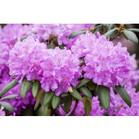 Rhododendron-Hybride Roseum Elegans mB 30- 40