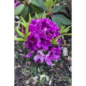 Rhododendron Hybride Azurro C5 30-  40