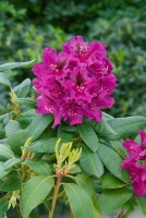 Rhododendron Hybride Azurro C5 30-  40