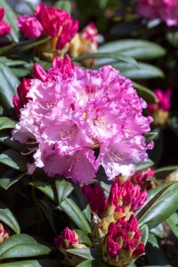 Rhododendron yakushimanum Arabella C 5 25-30