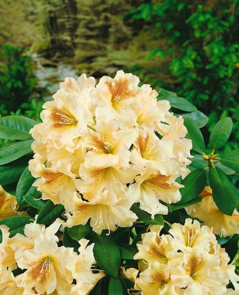 Rhododendron Hybride Bernstein II C 4 30- 40