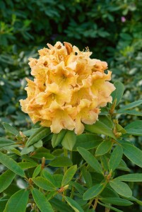 Rhododendron Hybride Bernstein II C 4 30- 40