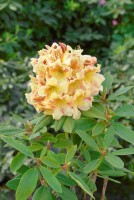 Rhododendron Hybride Bernstein II C 4 30- 40