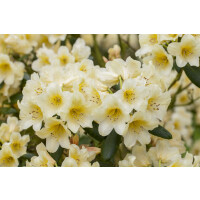 Rhododendron yakushimanum Millenium Gold -R- C 5 25-30