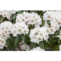 Rhododendron Hybride Bellini Gr 2 C 5 30-40