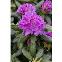 Rhododendron Hybride Lees Dark Purple Gr 2 C 5 30-40