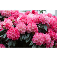 Rhododendron yakushimanum Fantastica C5 30-  40