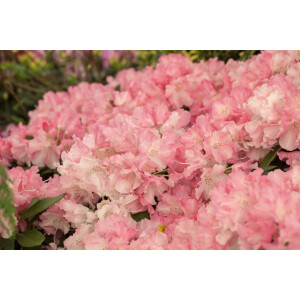 Rhododendron yakushimanum Marlis C5 30-  40