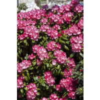 Rhododendron yakushimanum Morgenrot C5 30-  40