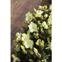 Rhododendron ludlowii Wren C 5 30- 40