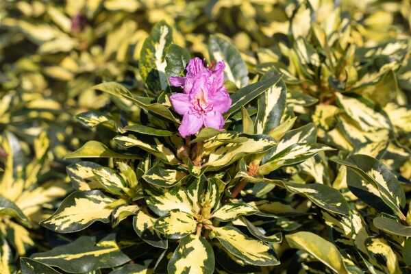 Rhododendron Hybride Blattgold 30- 40 cm