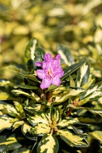 Rhododendron Hybride Blattgold 30- 40 cm