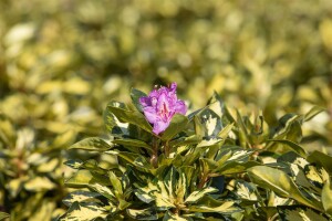 Rhododendron Hybride Blattgold 30- 40 cm