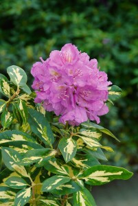 Rhododendron Hybride Blattgold 30- 40 cm