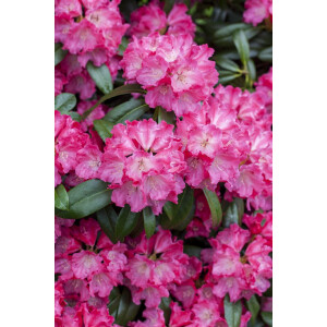 Rhododendron Hybride Germania  -R- C5 30-  40