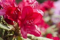 Rhododendron Hybride Hachm.Feuerschein  -R- C5 30-  40