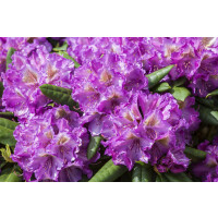 Rhododendron  yakushimanum Bohlkens Lupinenbg.-R- C 4 30-40