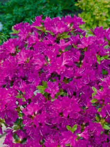 Rhododendron obtusum Purpurtraum C 4  30-40