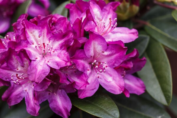 Rhododendron Hybride Anatevka Gr 3 C 5 30-40