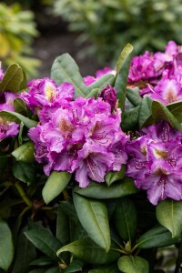 Rhododendron Hybride Anatevka Gr 3 C 5 30-40