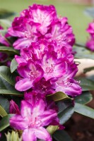 Rhododendron Hybride Anatevka Gr 3 C 5 30-40