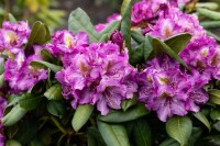 Rhododendron Hybride Anatevka Gr 3 C 5 30-40