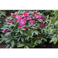 Rhododendron Hybride Berliner Liebe Gr 3 C 5 30-40
