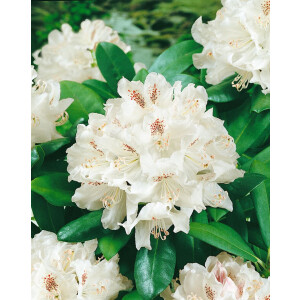 Rhododendron Hybride Bismarck Gr 3 C 5 30-40