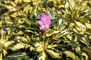 Rhododendron Hybride Blattgold Gr 3 C 5 30-40