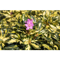 Rhododendron Hybride Blattgold Gr 3 C 5 30-40