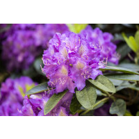 Rhododendron Hybride Effner Gr 3 C 5 30-40