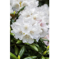 Rhododendron Hybride Helene Schiffner` Gr 3 C 5 30-40